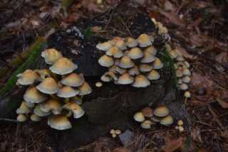 DSC_9490.JPG