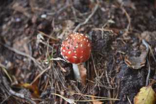 DSC_9492.JPG