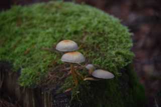 DSC_9493.JPG