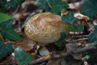 DSC_9495.JPG
