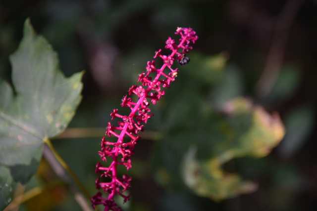 DSC_9481.JPG