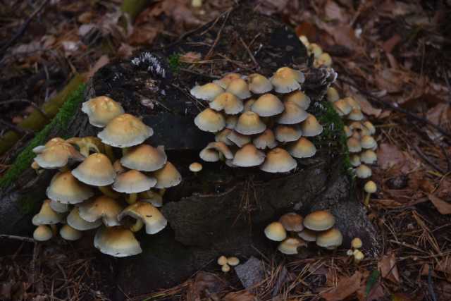 DSC_9490.JPG