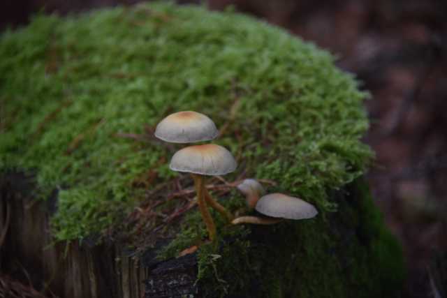 DSC_9493.JPG