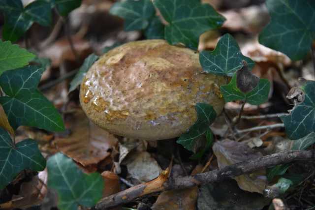 DSC_9495.JPG