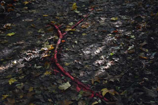 DSC_9499.JPG