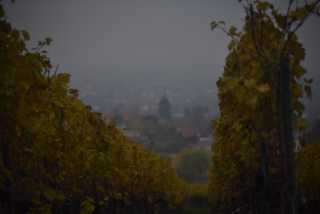 DSC_9610.JPG