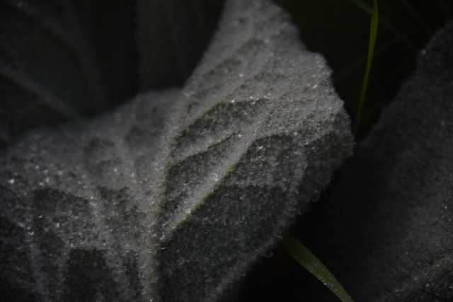 DSC_9580.JPG