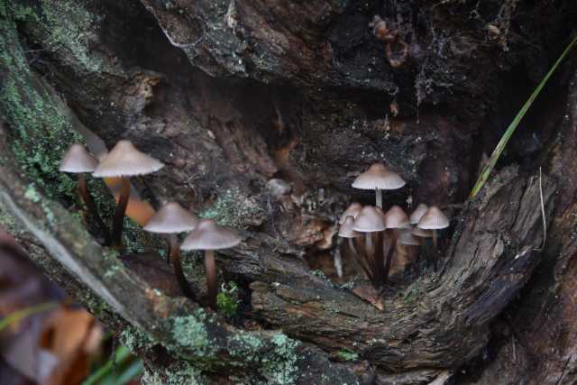 DSC_9598.JPG