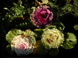 DSCN3135.JPG