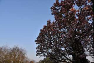 DSC_0105.JPG