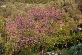 DSC_0037.JPG