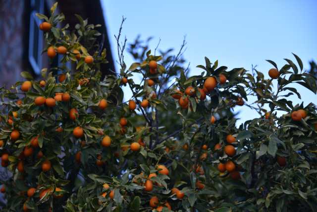 DSC_0048.JPG