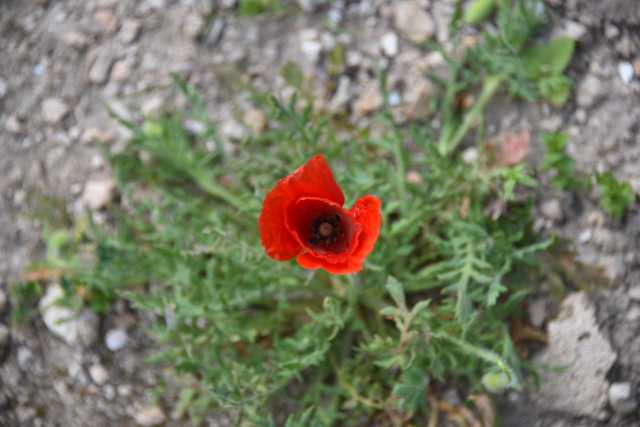 DSC_9791.JPG