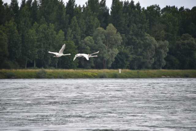 DSC_0437.JPG