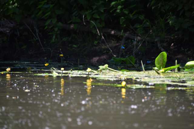 DSC_0485.JPG