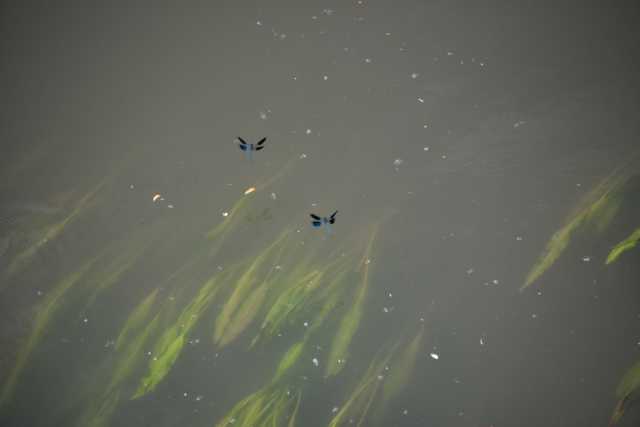 DSC_0506.JPG