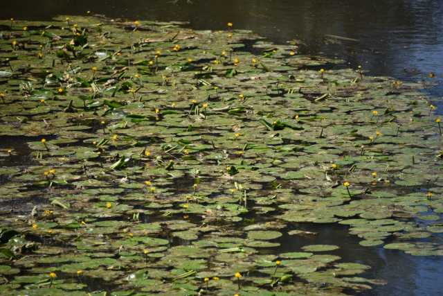 DSC_0508.JPG