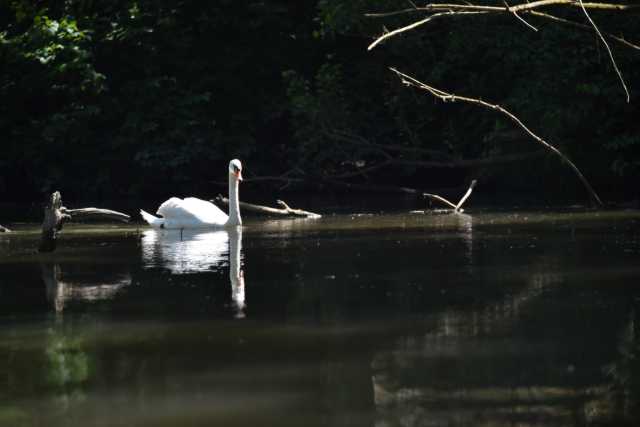 DSC_0513.JPG