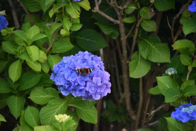DSC_0642.JPG