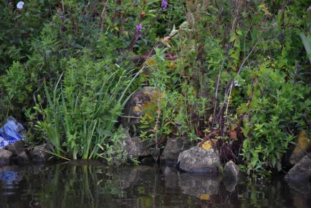 DSC_0700.JPG