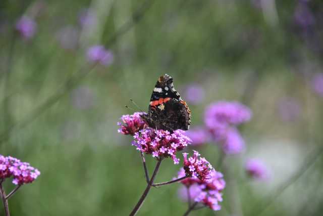 DSC_0804.JPG