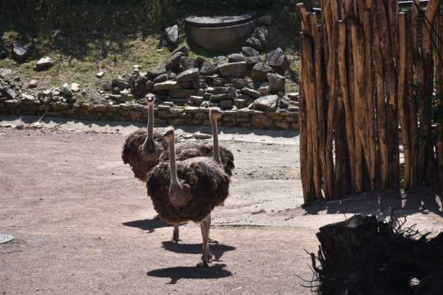 DSC_0931.JPG