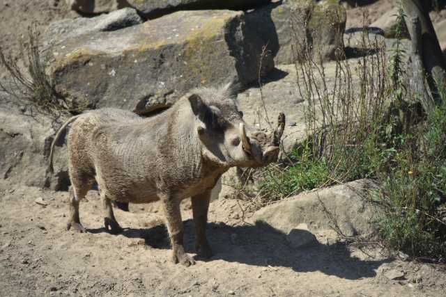 DSC_0941.JPG