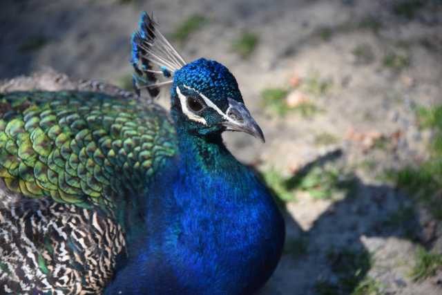DSC_0962.JPG