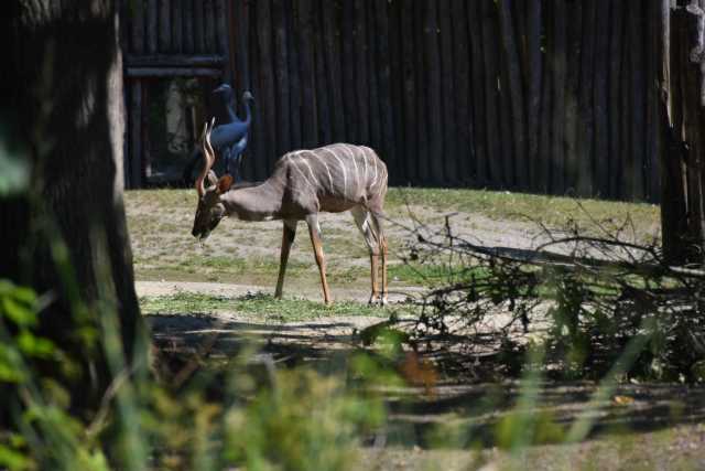 DSC_0971.JPG