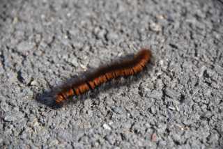 DSC_1096.JPG