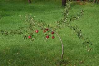 DSC_1362.JPG
