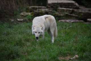 DSC_1436.JPG