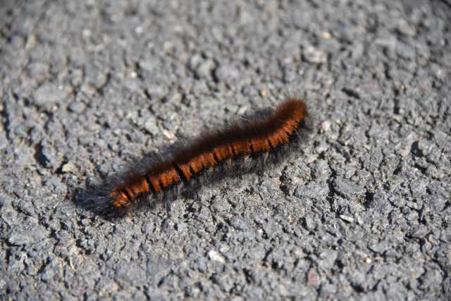 DSC_1096.JPG