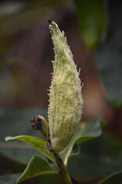 DSC_1212.JPG