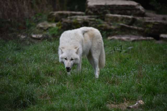 DSC_1436.JPG