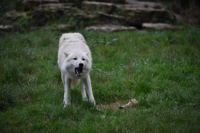 DSC_1442.JPG