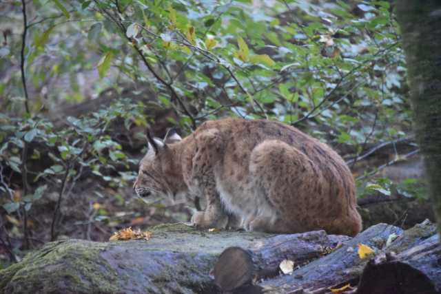 DSC_1477.JPG