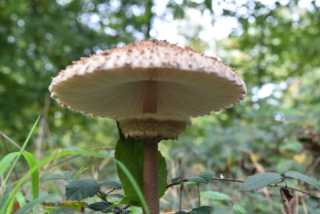 DSC_1763.JPG