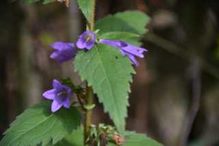 DSC_1772.JPG