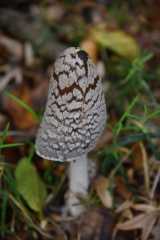 DSC_1776.JPG