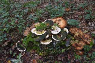 DSC_1779.JPG