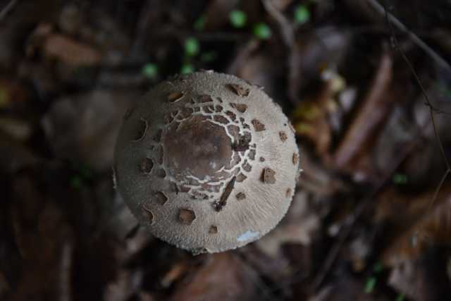 DSC_1759.JPG
