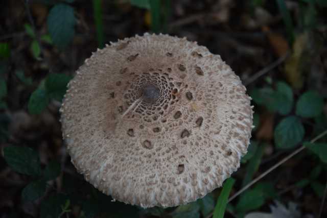 DSC_1761.JPG