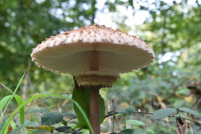 DSC_1763.JPG