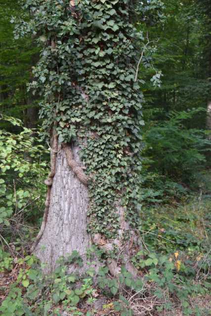 DSC_1769.JPG