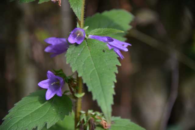 DSC_1772.JPG