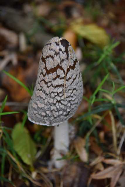 DSC_1776.JPG