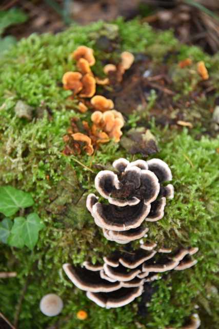 DSC_1777.JPG