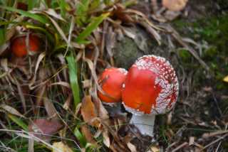 DSC_1997.JPG