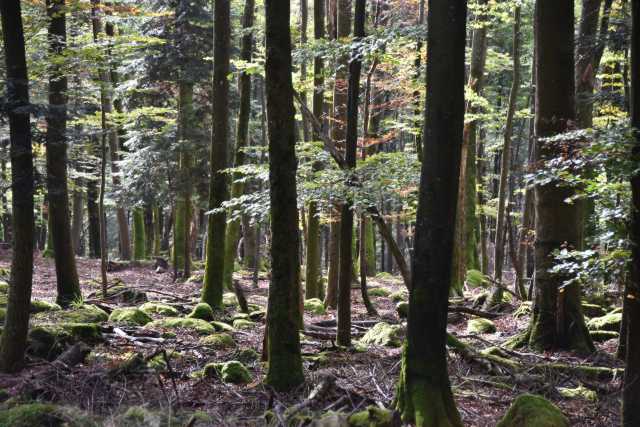 DSC_1847.JPG